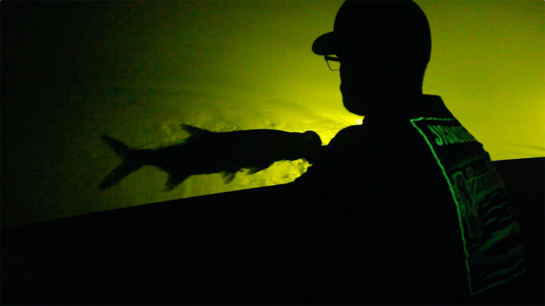Glow: Miami Dock Light Fishing for Tarpon